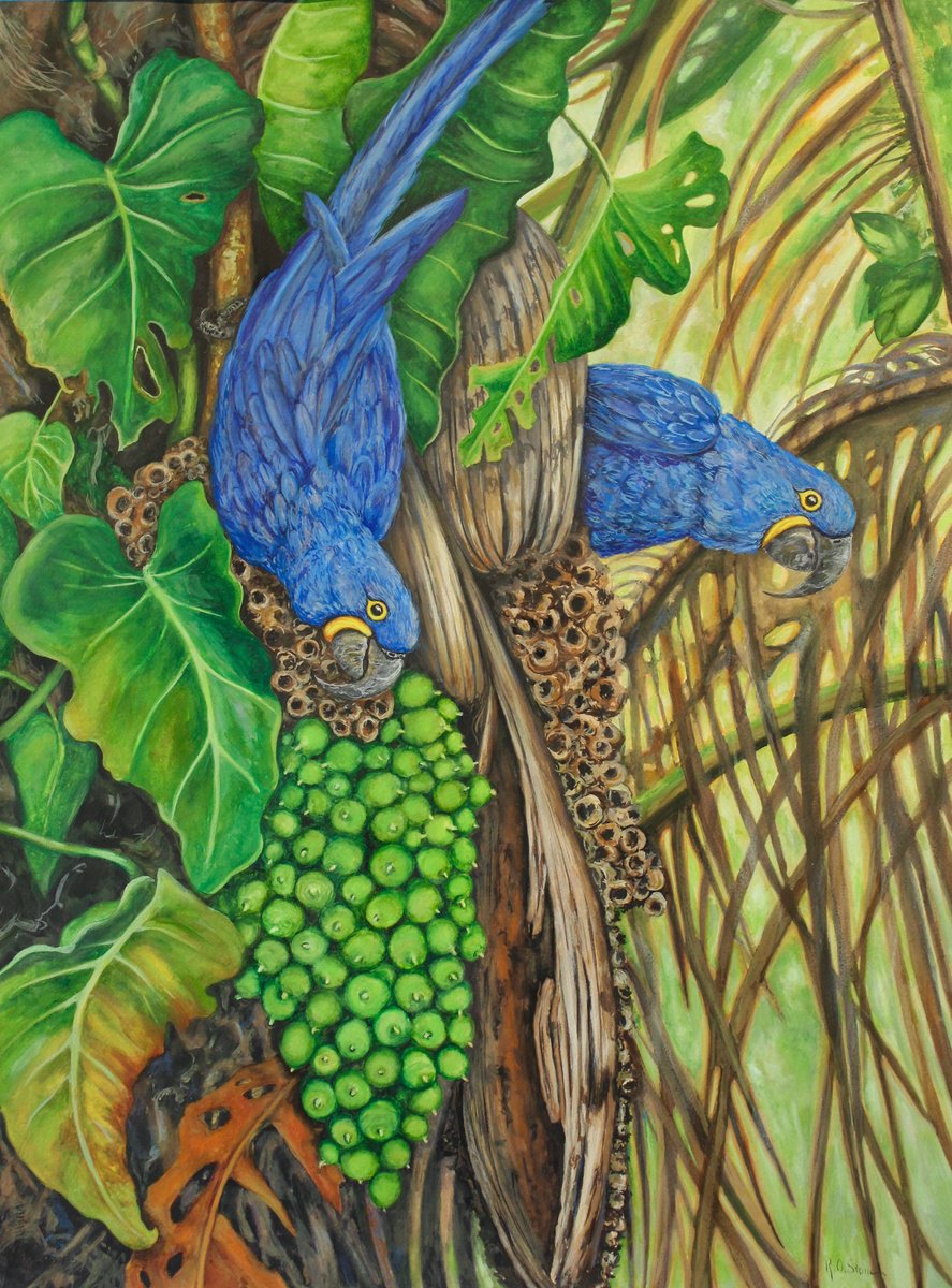 Hyacinth Macaws by Kristen Olson Stone