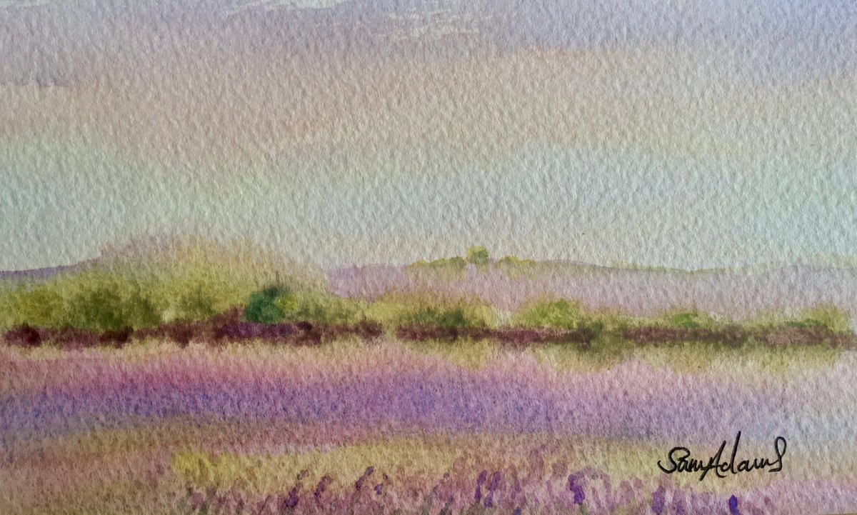 Lavender fields, near Salisbury, Wiltshire by Samantha Adams