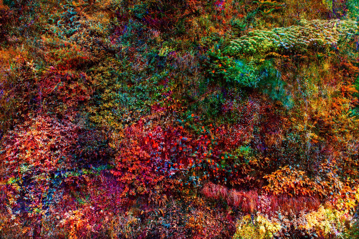 Wall of Nature XIX (Small Edition) by Viet Ha Tran