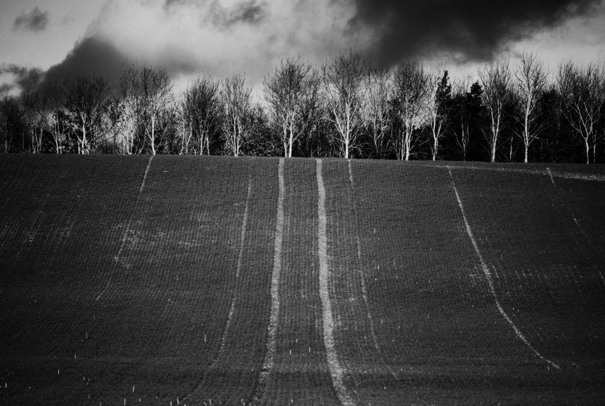 Planted Field I by Charles Brabin