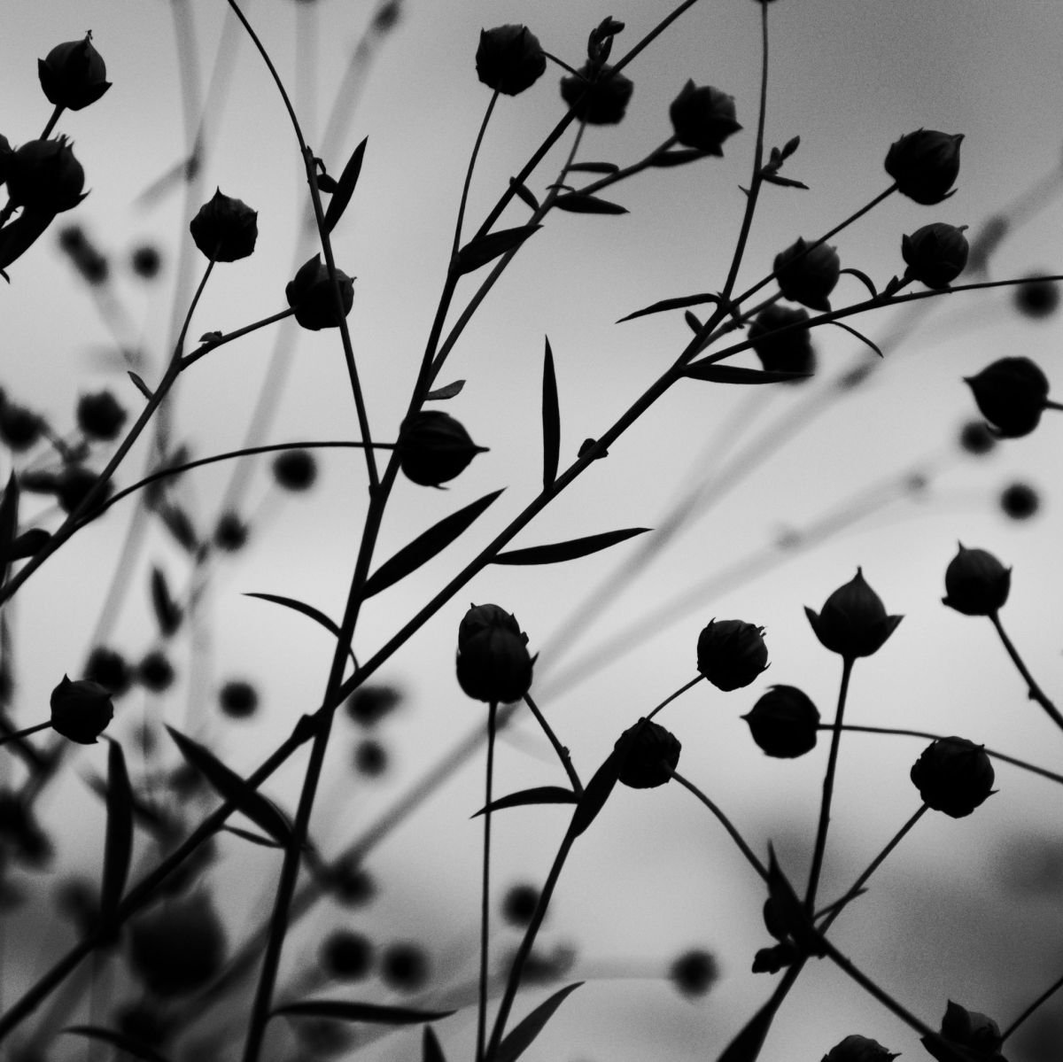 Linum by Charles Brabin