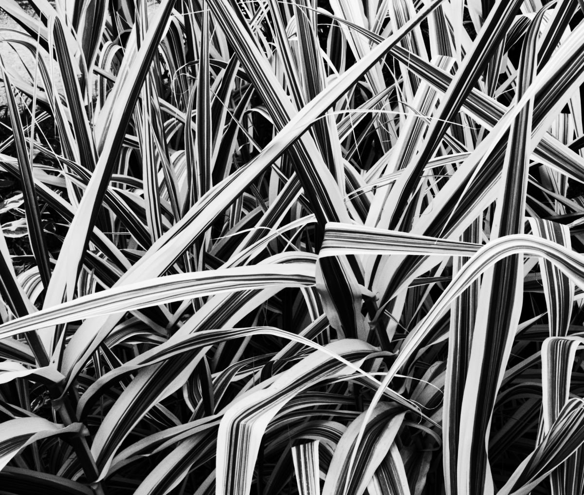 Arundo by Charles Brabin