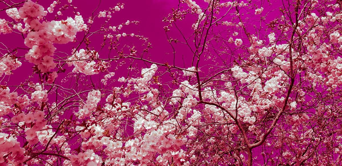 The colors of spring III by Viet Ha Tran