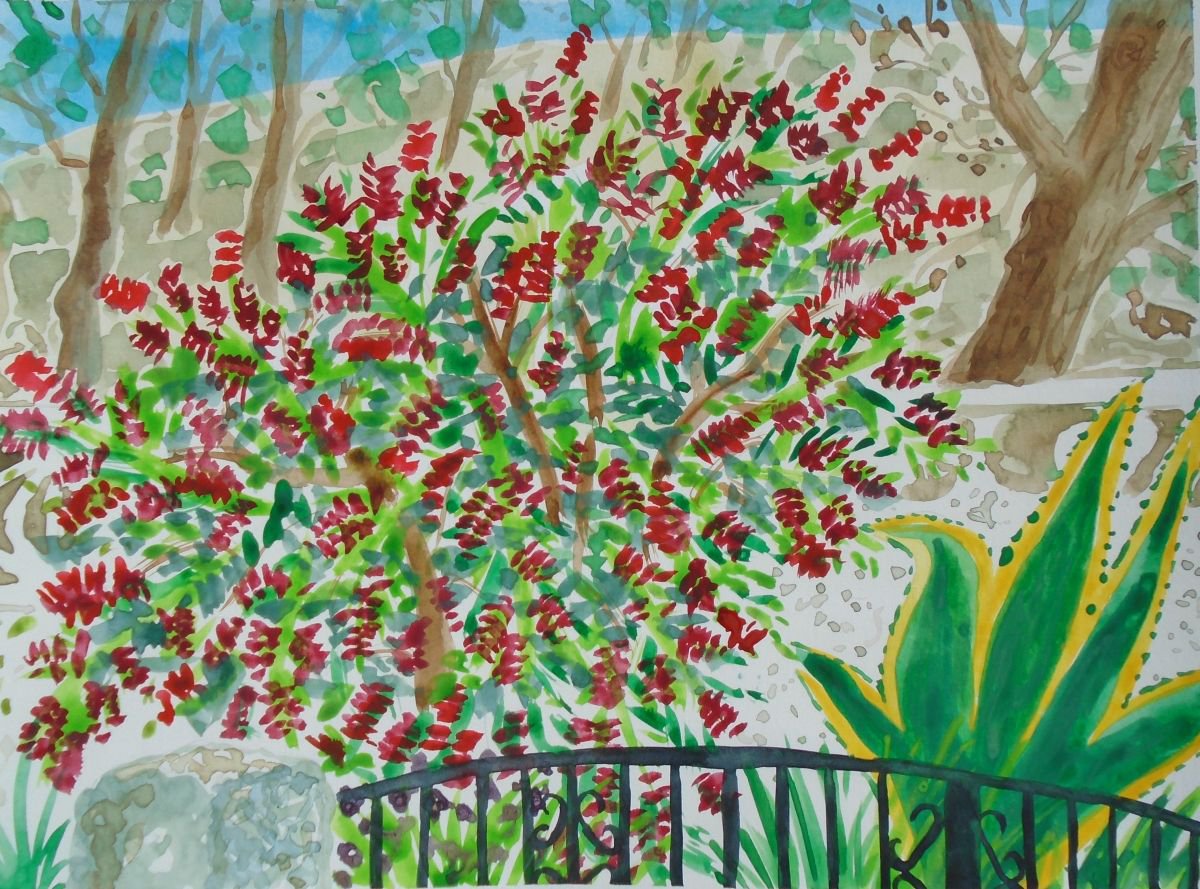 Spanish garden with bottle brush tree by Kirsty Wain