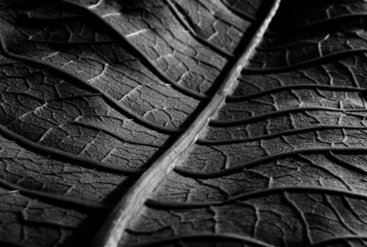 Leaf Veins I by Charles Brabin