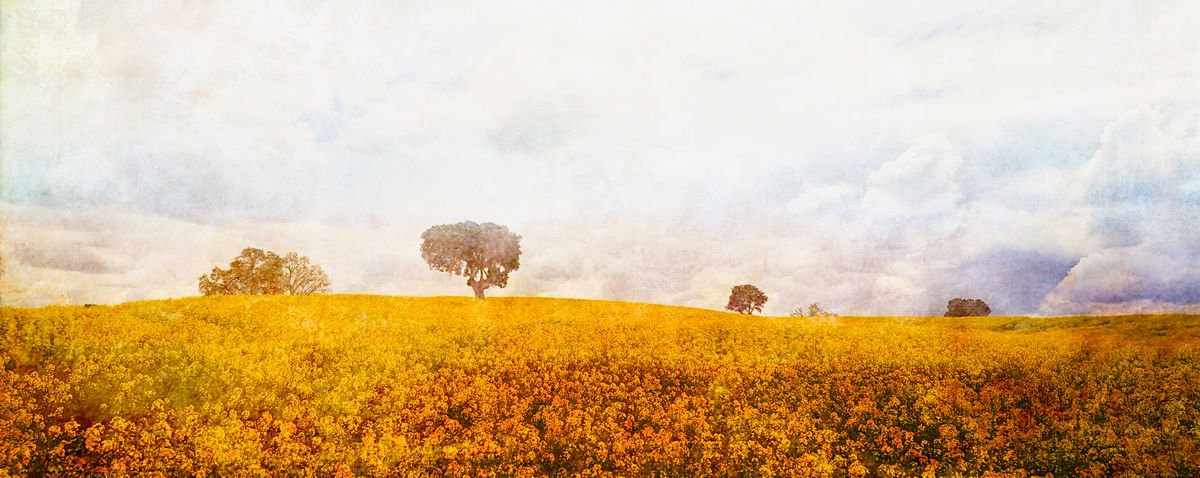 Spring in Zamora by Viet Ha Tran