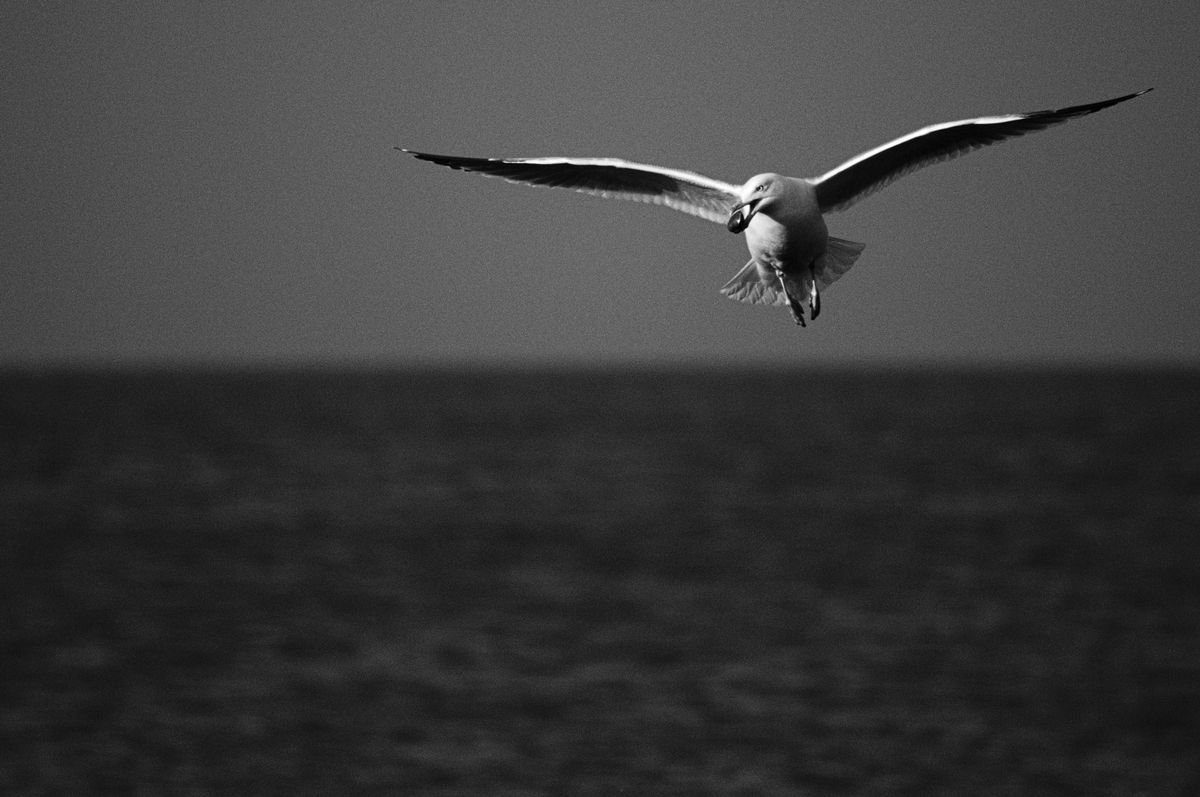 Gull with Mollusc, II by Charles Brabin