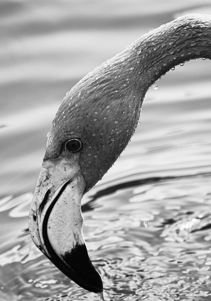 Flamingo by Charles Brabin