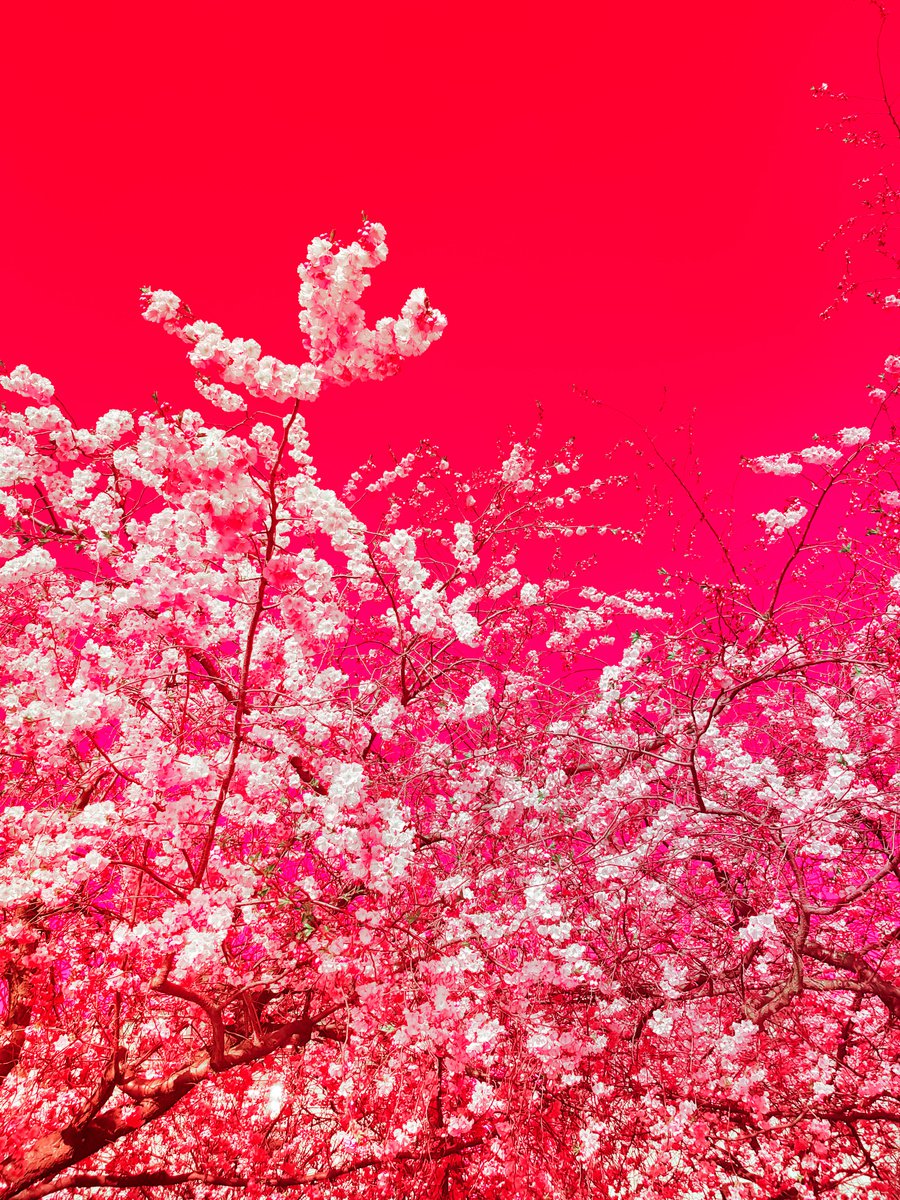 The colors of spring X by Viet Ha Tran