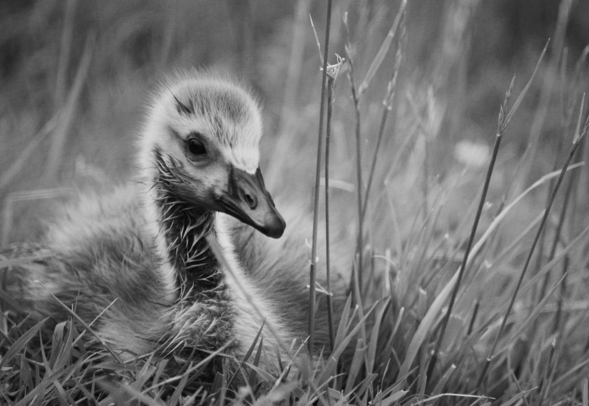 Gosling by Charles Brabin