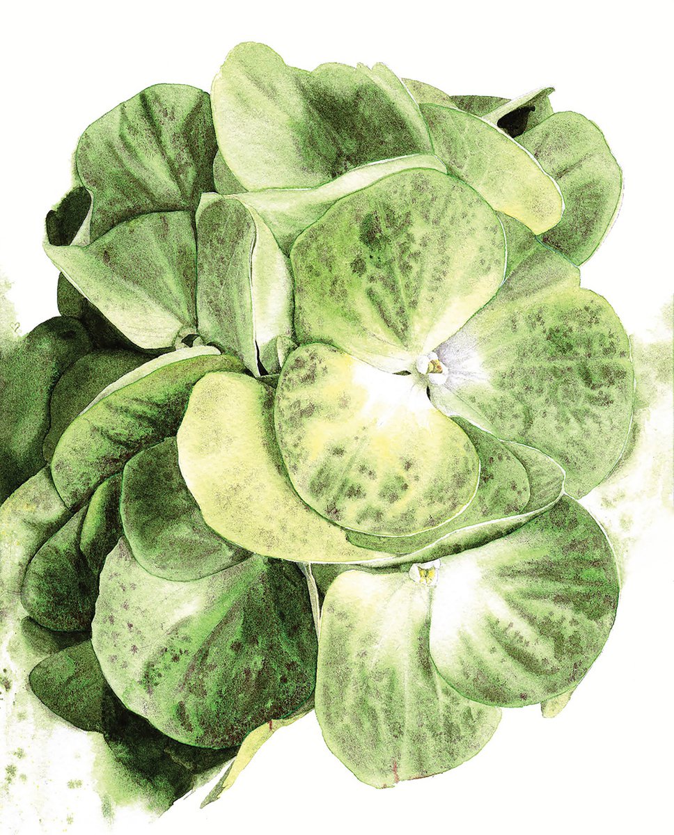 Hydrangea From Keukenhof by Alona Hryn