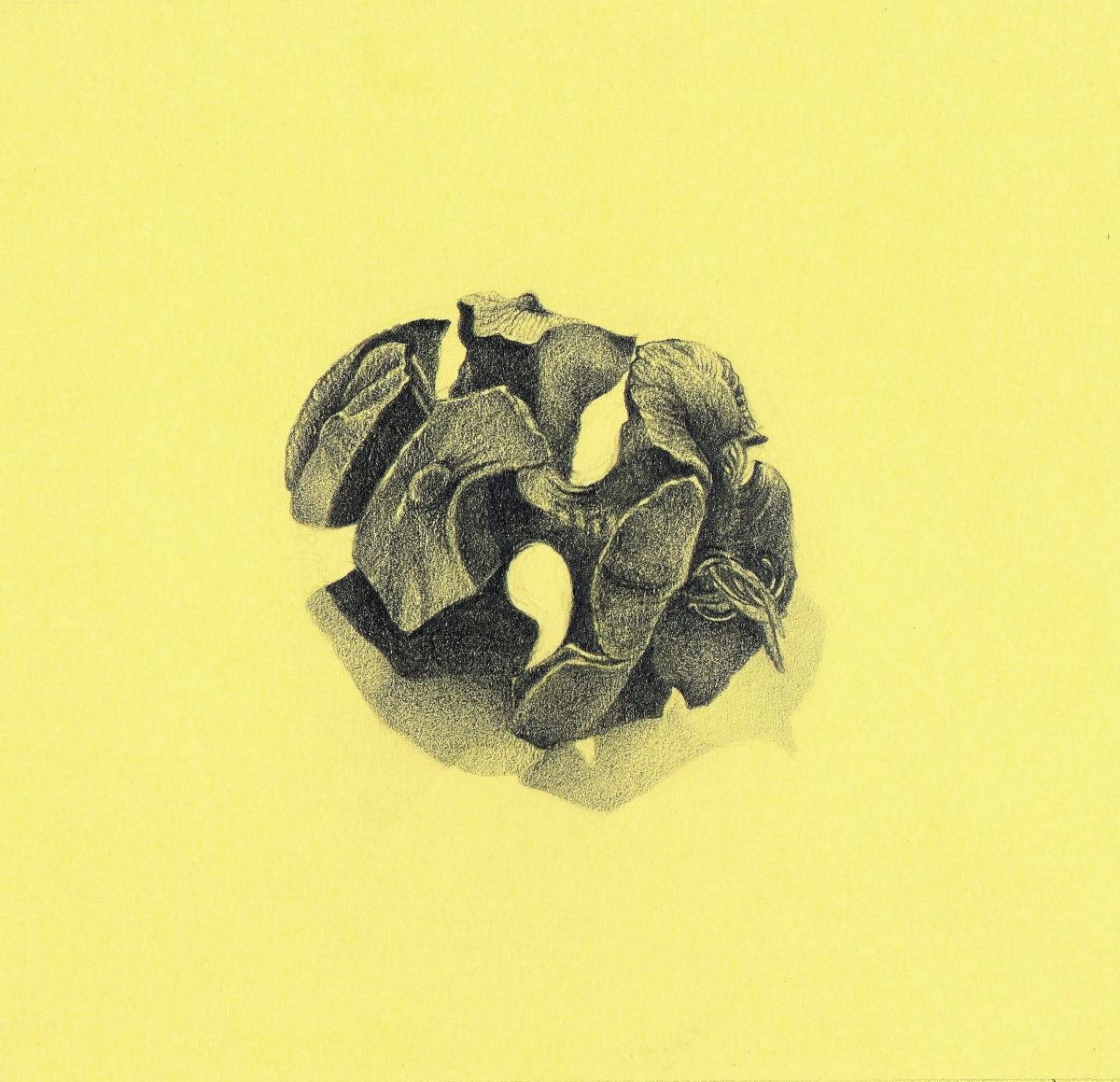 PINE CONE II by Nives Palmic