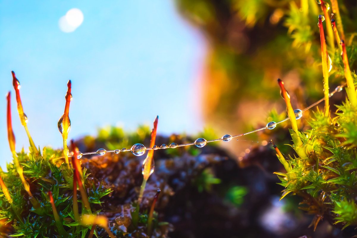 MOSSY GARLANDA - matted by Inna Etuvgi