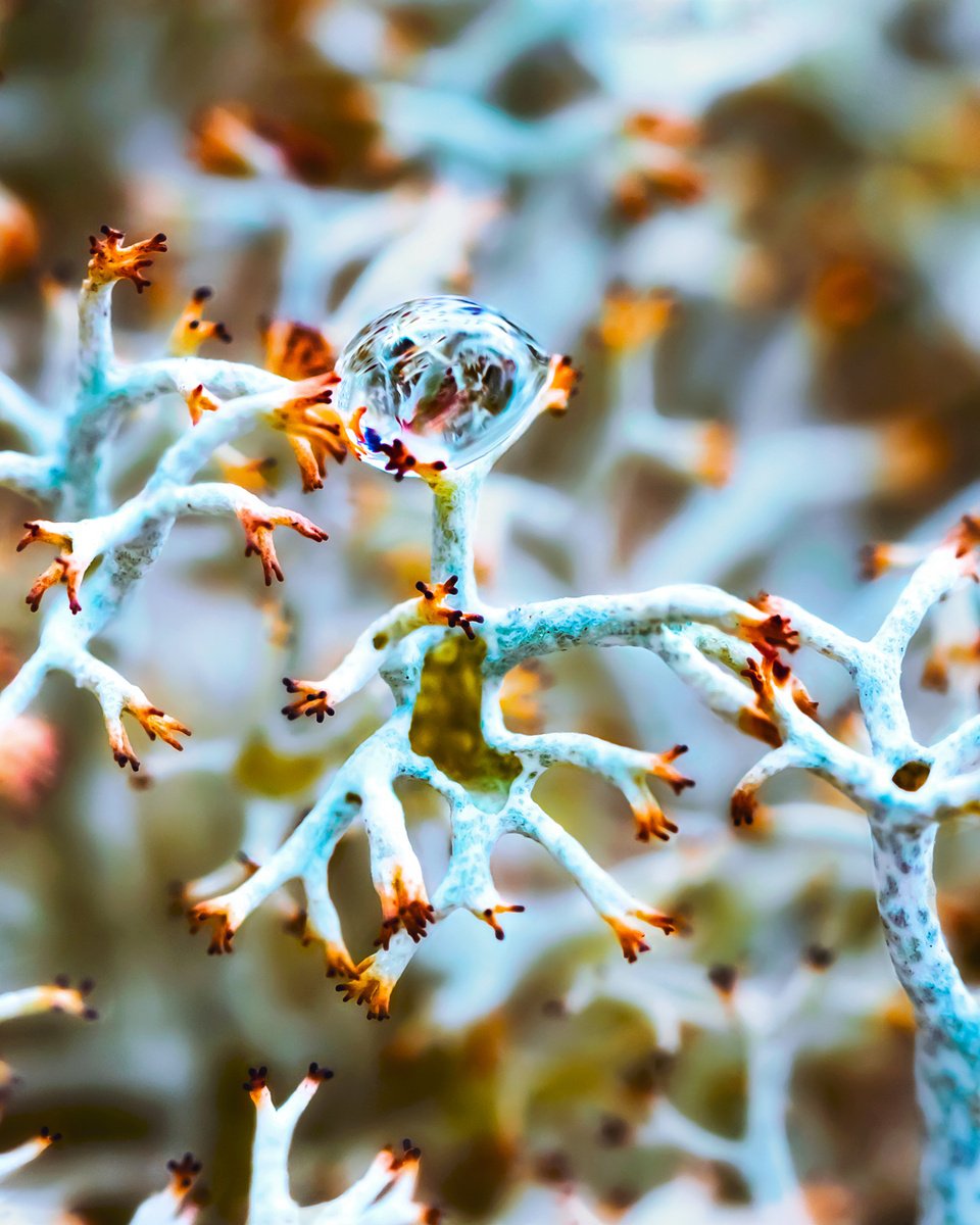 Alien Lichens by Inna Etuvgi